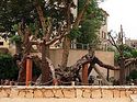 Coptic Church denies information on cutting down of the “Tree of the Virgin Mary” in Cairo
