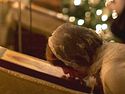 An Orthodox Reflection on the 12 Days of Christmas