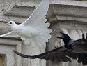 Ill omen? Pope’s doves of peace for Ukraine attacked by angry birds