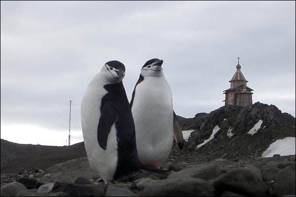 Местные обитатели