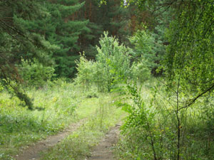Лес около Малой Малышевки. Фото: eandrm.xost.ru