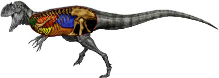 Аэростеон – новый вид ящеров, на рисунке показаны его «воздушные мешки»