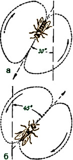 Схема «виляющих» танцев пчелы: а) прямолинейные пробеги пчелы головой вниз означают, что лететь к месту добычи надо «от солнца» (под углом в 30°); б) прямолинейные пробеги головой вверх указывают, что лететь к месту добычи надо «к солнцу» (под углом в 45°). Расстояние же пчёлы-разведчицы сообщают двумя способами: числом полукружных пробегов и числом виляний брюшка за определённый период времени.