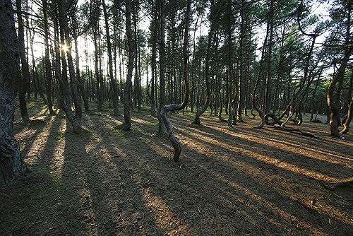Александр Волков, г. Калининград. «Сосновый лес»