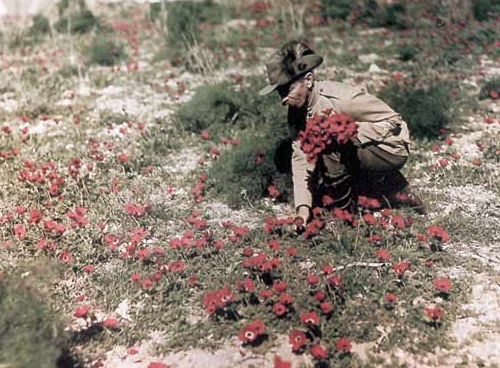 Австралийский солдат в Палестине, 1918 г.