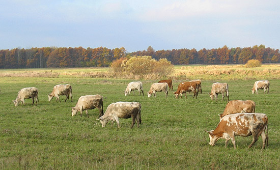 Kadom pastures. Photo: Anton Pospelov
