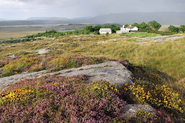 Ирландию называют изумрудным или зеленым островом. Благодаря уникальному островному климату ирландские луга почти круглый год покрыты цветочным ковром