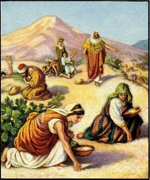 Israelites gathering manna in the wilderness.