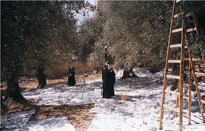 Sisters of the convent gathering olives from the trees planted by Fr. Parthenius