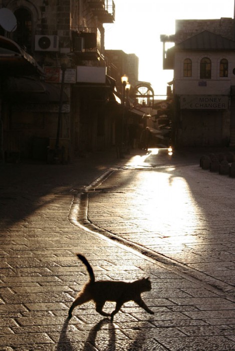 Мозаика Святой Земли. Фото: Ольга Тищенко