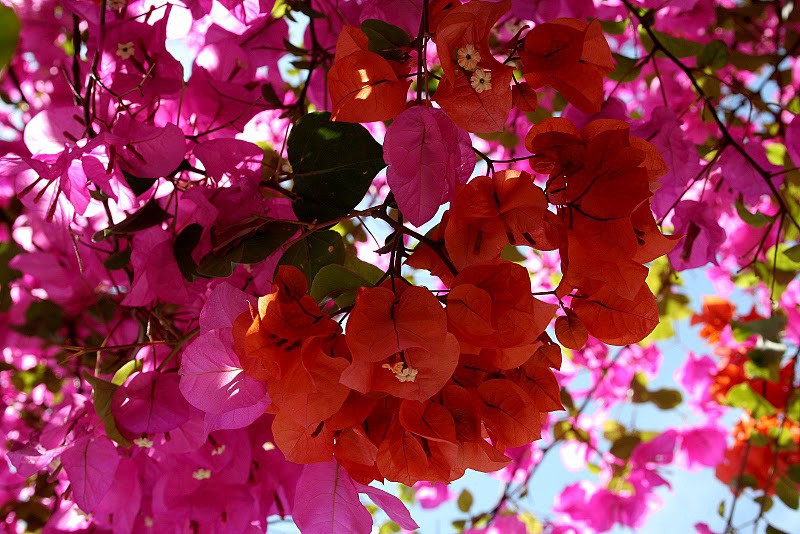 Мозаика Святой Земли. Фото: Ольга Тищенко