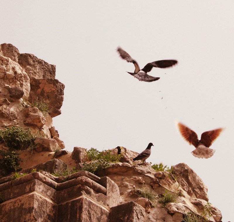 Голуби у купальни Вифезда. Фото: Ольга Тищенко