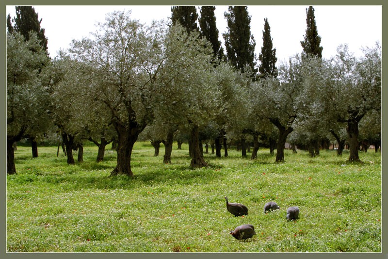 Малая Галилея. Фото: Ольга Тищенко
