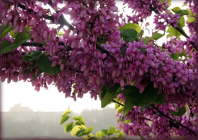 Мозаика Святой Земли. Фото: Ольга Тищенко