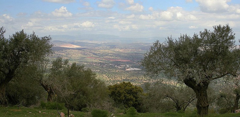 Мозаика Святой Земли. Фото: Ольга Тищенко