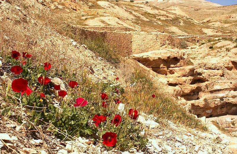 Мозаика Святой Земли.  Фото: Ольга Тищенко