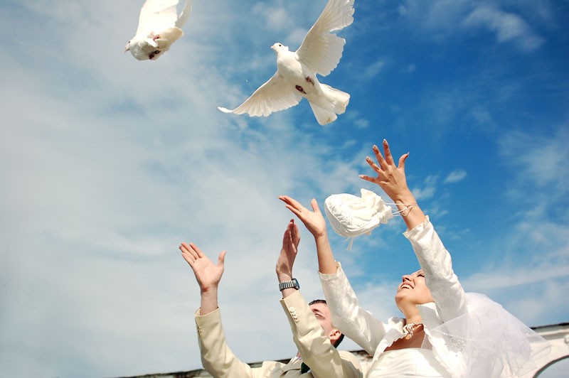 Голуби. Фото: Александр Осокин