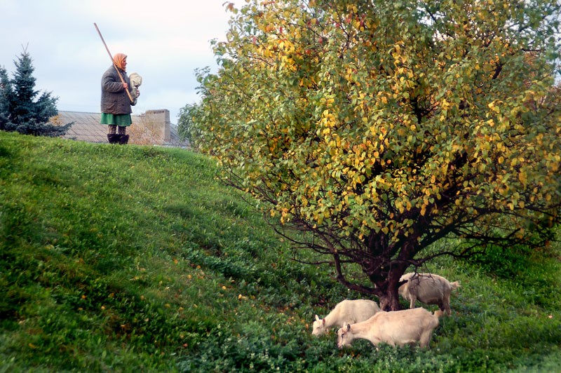 Пастушка. Фото: Александр Осокин