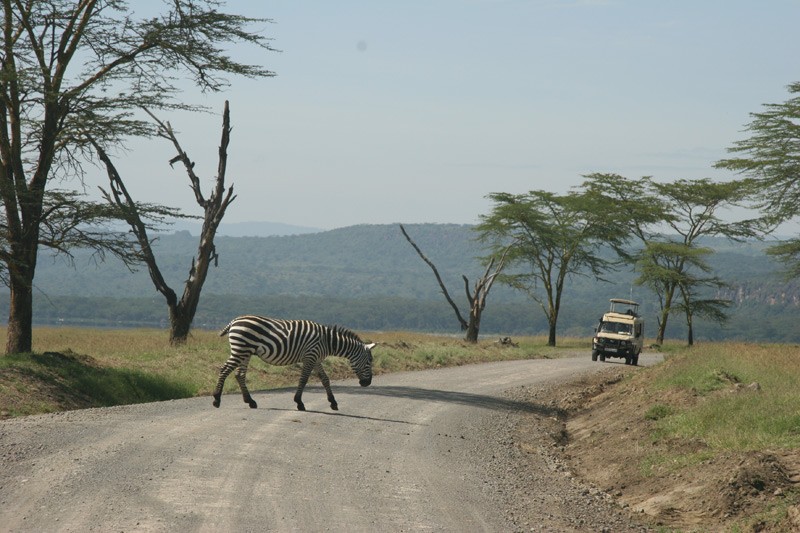 Where safaris began. Kenya is the land of safaris, and photographic hunting for wild animals, and that is why it attracts many tourists.  Photo: Denis Makhanko