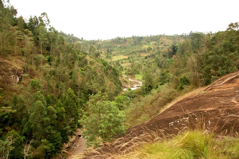 Hope for the Kikuyu.  Photo: Denis Makhanko 