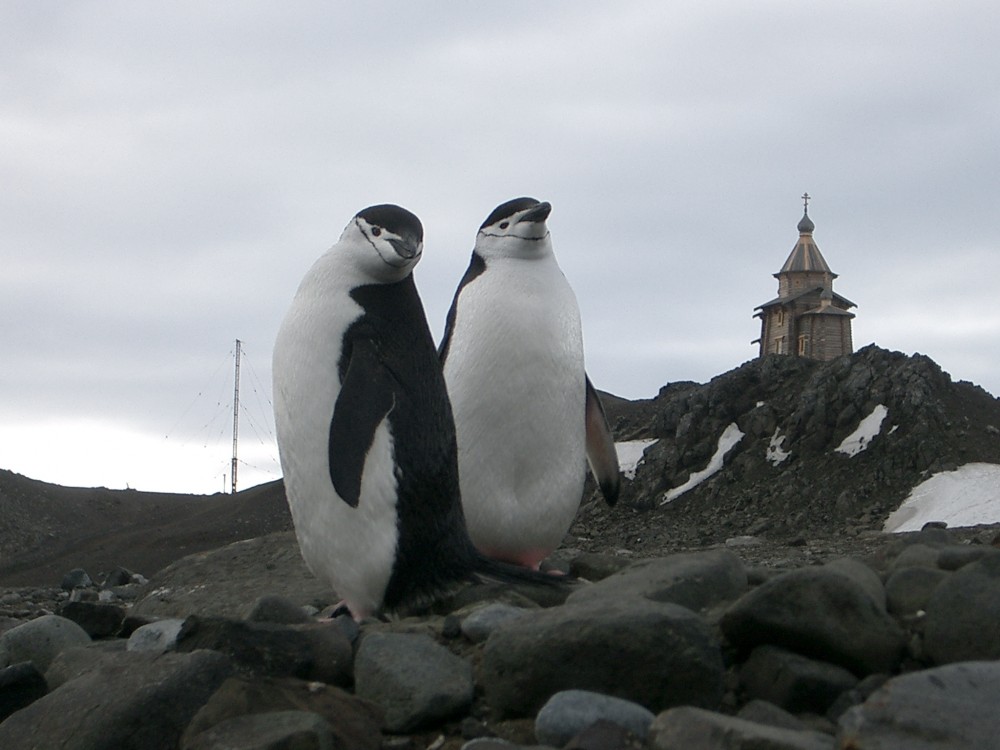 Пингвины. Фото: иеромонах Гавриил (Богачихин)
