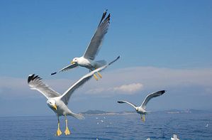 Афонские чайки – одно из первых ярких впечатлений паломника о Святой Горе