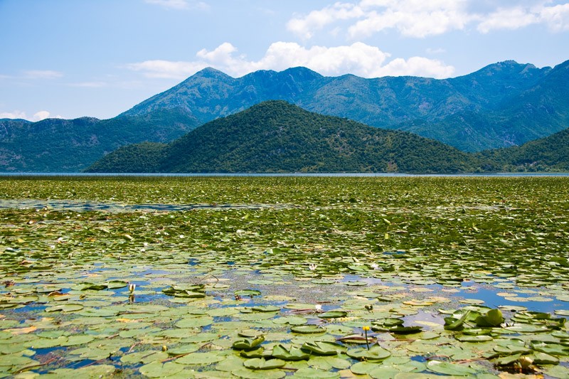 Скадарское озеро. Фото: Карина Дрыганова