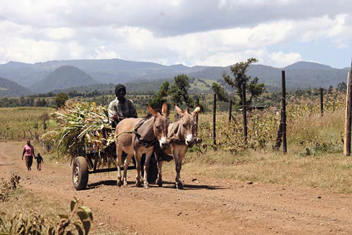 Местные жители живут исключительно собственным трудом на земле