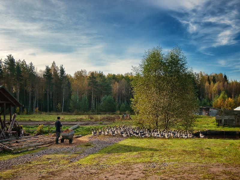 Скитские гуси. Фото: Александр Румянцев 