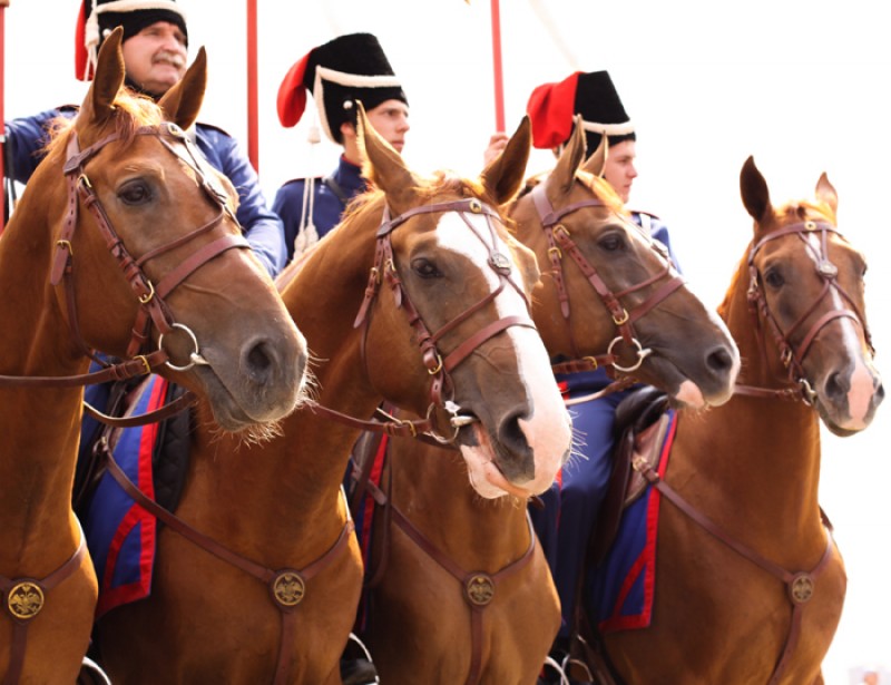 Конный поход Москва – Париж 1812-2012. Все жеребцы особой донской породы. Фото: Юлия Руденко / Православие.Ru