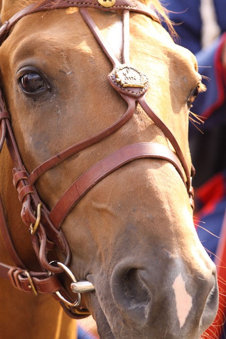 Конный поход Москва – Париж 1812-2012. Фото: Юлия Руденко / Православие.Ru