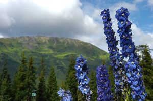 “We see a flower…” 