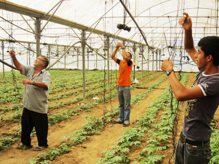Yusef and his grandsons proudly tend the tomato crop daily in his newly rehabilitated greenhouse. The proceeds from the sale of the tomatoes will help support his family and provide seed money to grow more produce. Unrest in the region could impact families like Yusef’s who are trying to break free of the cycle of poverty that engulfs so many in Gaza. photo: Rada Tierney/IOCC