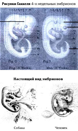 Сфальсифицированные рисунки Э.Геккеля 4-х недельных эмбрионов собаки и человека (сверху) и то, как выглядят НАСТОЯЩИЕ эмбрионы собаки и человека на 4-й неделе (снизу)