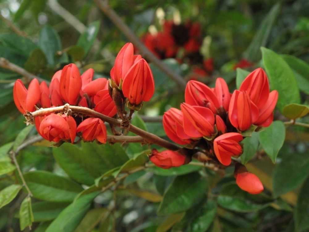 Местные цветы.. Местные цветы радуют глаз, однако, большинство из них лишены аромата.