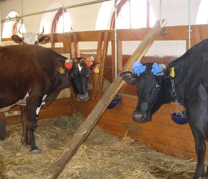 пюхтицкий монастырь в эстонии фотогалерея. 119958.p. пюхтицкий монастырь в эстонии фотогалерея фото. пюхтицкий монастырь в эстонии фотогалерея-119958.p. картинка пюхтицкий монастырь в эстонии фотогалерея. картинка 119958.p. пюхтицкий монастырь в эстонии фотогалерея. 119958.p. пюхтицкий монастырь в эстонии фотогалерея фото. пюхтицкий монастырь в эстонии фотогалерея-119958.p. картинка пюхтицкий монастырь в эстонии фотогалерея. картинка 119958.p.