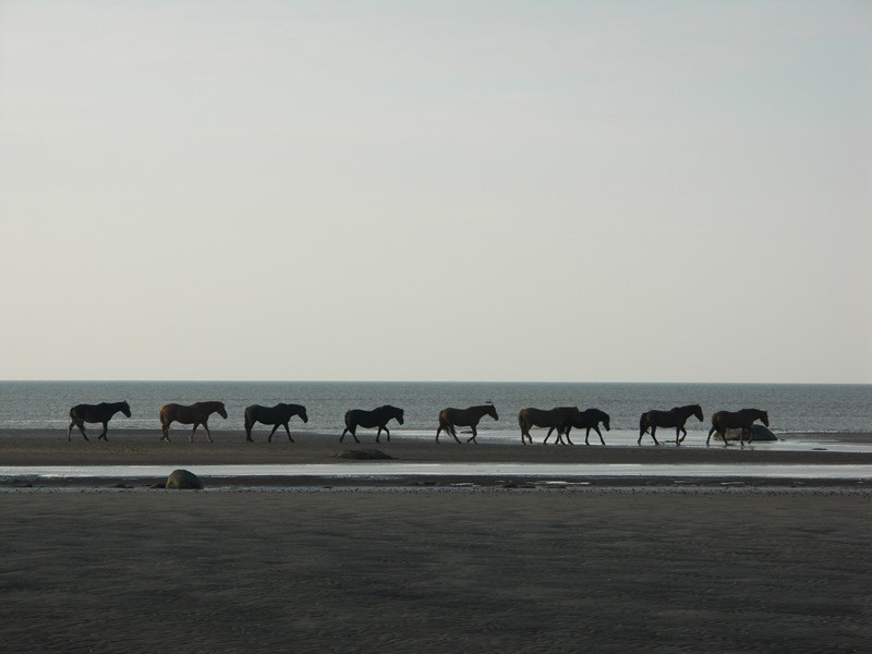 Общее дело. Возрождение деревянных храмов Русского Севера. Итоги года