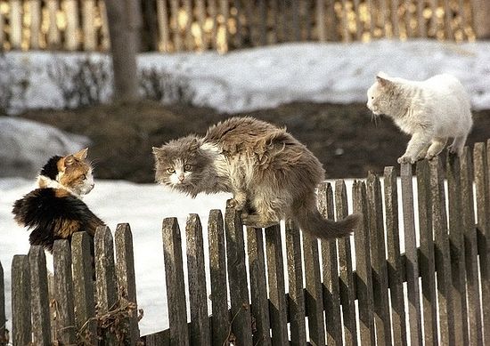 Коты-разбойники. Фото: архиеп. Вологодский и Великоустюжский Максимилиан