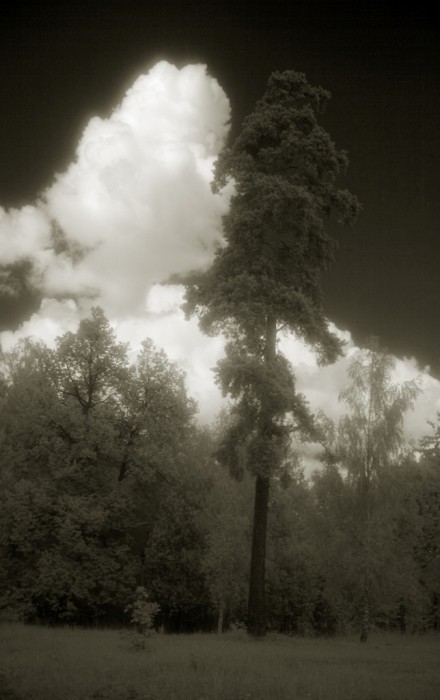 Сад, Ново-Иерусалимский мужской монастырь, г. Истра. Фото: Александр Игонин