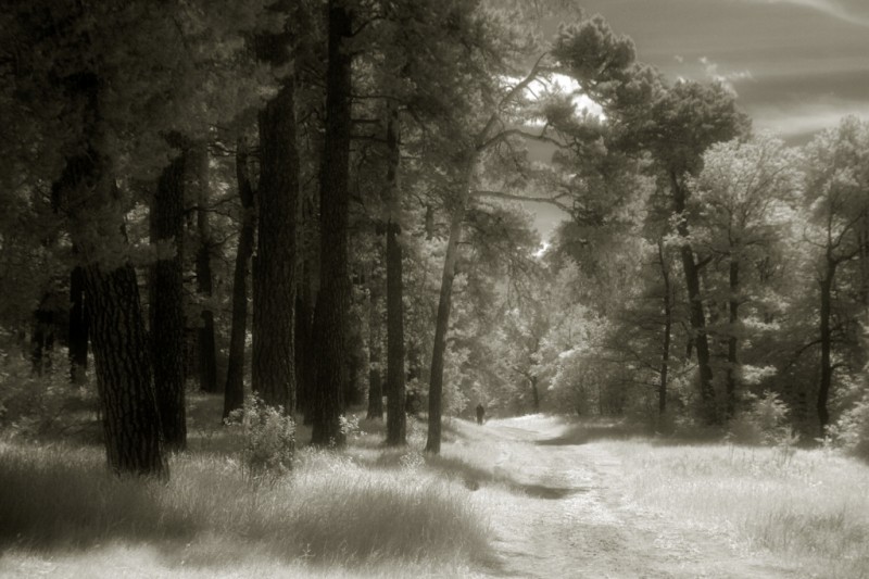 Окрестности мужского монастыря Оптина пустынь близ источника прп. Пафнутия, г. Козельск. Фото: Александр Игонин