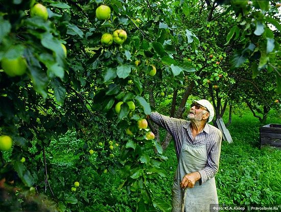 Николай Смирнов в яблоневом саду. Фото: Юрий Кавер