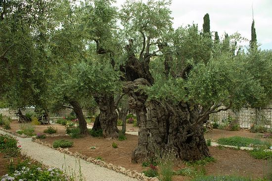 2000-летние маслины. Гефсиманский сад. Фото: Г. Балаянц / Православие.Ru