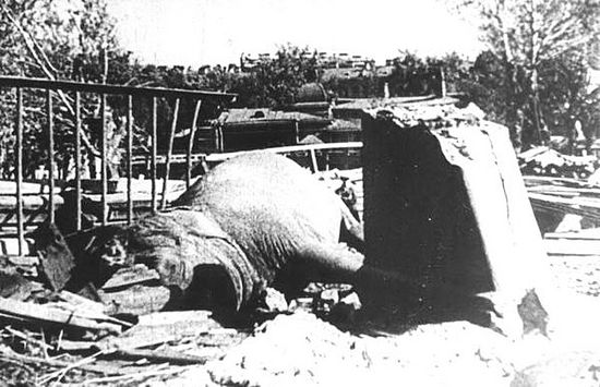 Погибшая от немецкой бомбы слониха Бетти