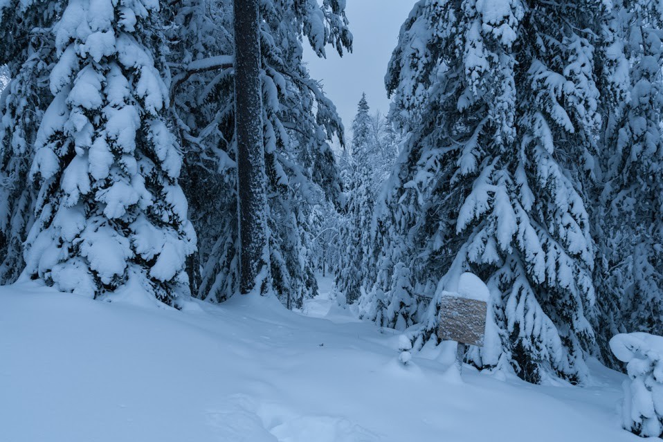 Solovki in Winter. A snow-covered forest path leads to the place where many unknown martyrs were executed on Sekira Hill. Now crosses have been erected over these mass graves and services for the dead are held.