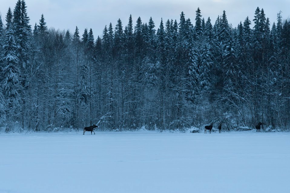 Solovki in Winter.  Moose