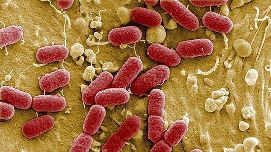 Бактерия Escherichia coli