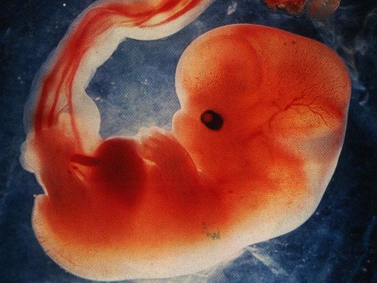 Эмбрион человека на сороковой день