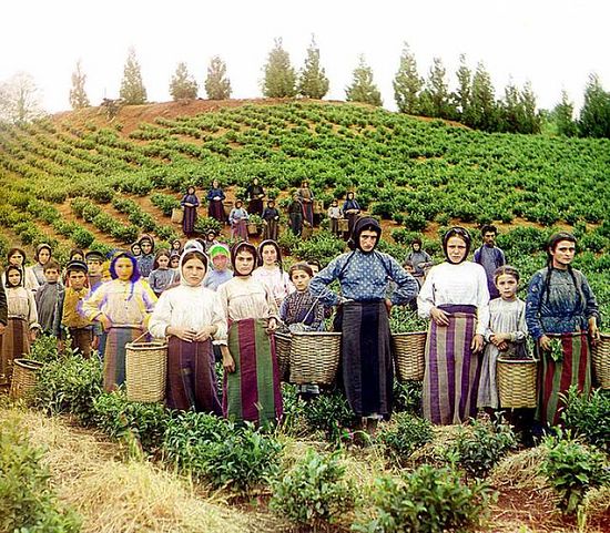 Group of Greek tea harvesters in Chavka - between 1909-1915