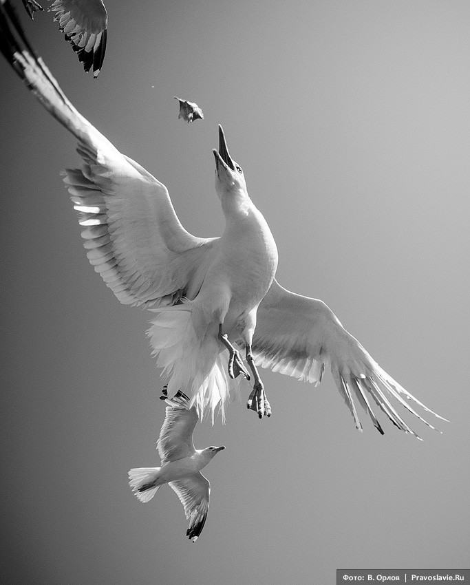 A procession of the cross at the Great Lavra Monastery of Mt. Athos (a photo gallery).  Photo: Vladimir Orlov / Pravoslavie.ru