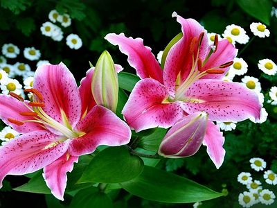 She Speaks in Beauty